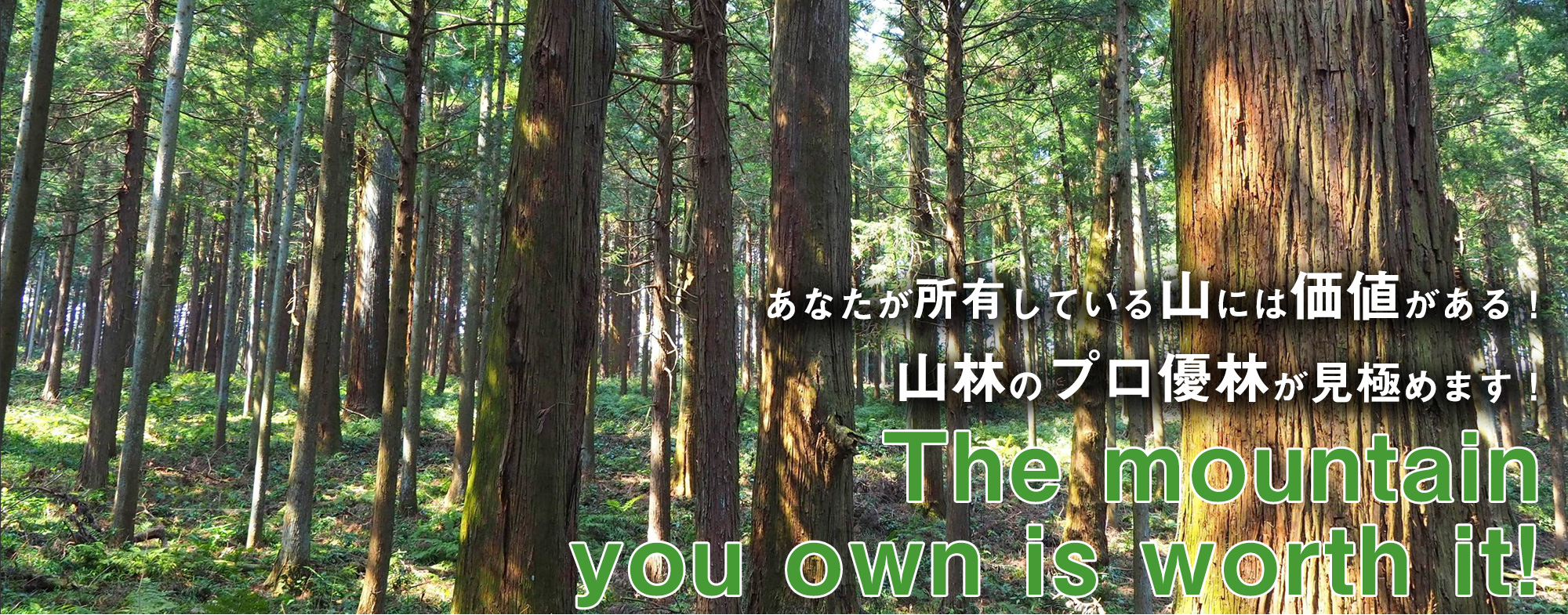 山のプロがアナタの山林を査定調査します！